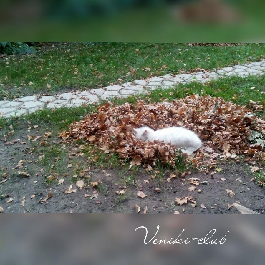 Veniki-Club Ξενοδοχείο Vorzelʼ Εξωτερικό φωτογραφία